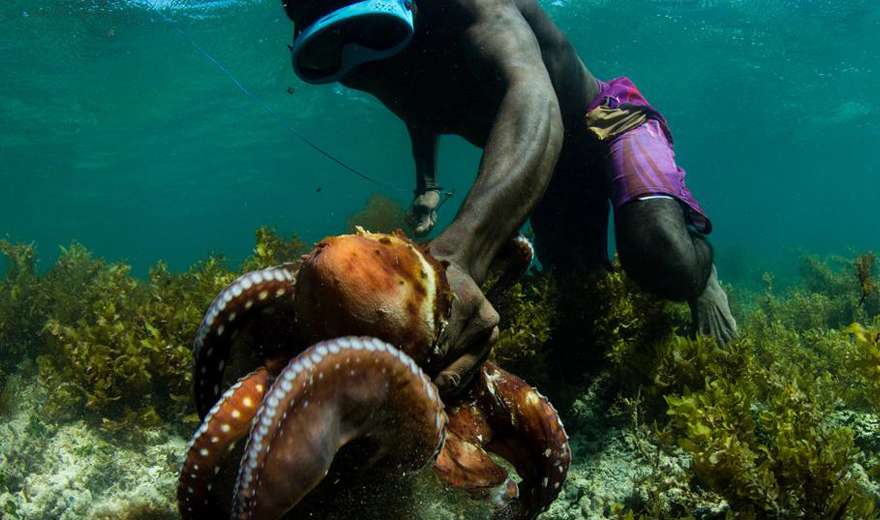 Community Octopus Reserves In Madagascar For Food and Economic Sovereignty