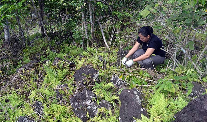 Reforestation Model From Philippines Indigenous Communities