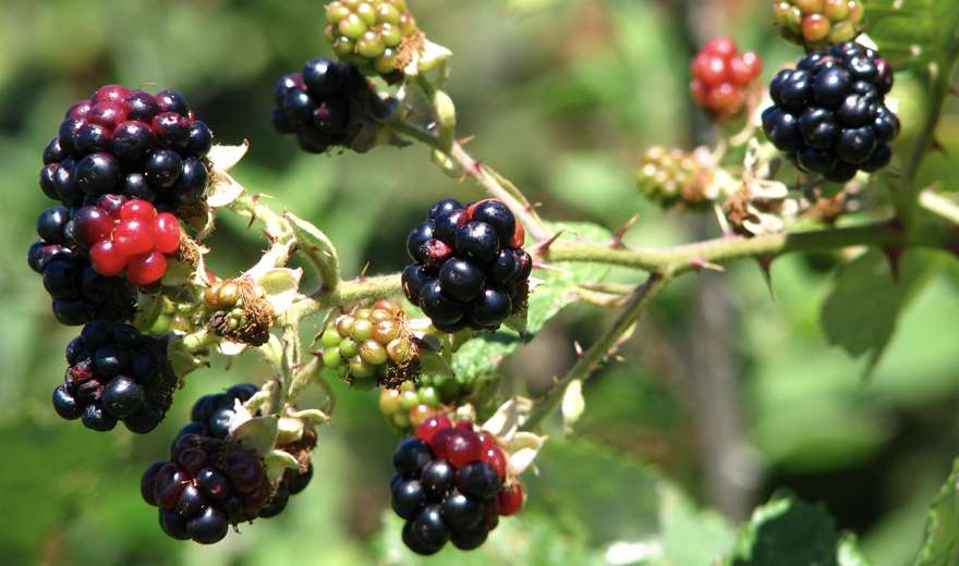 Indigenous Food Sovereignty