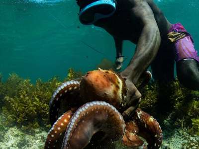Community Octopus Reserves In Madagascar For Food and Economic Sovereignty
