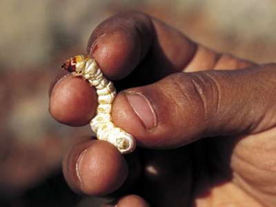 Indigenous food as medicine