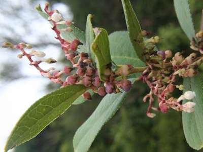 Indigenous Kani Efforts To Promote Indigenous Medicinal Knowledge In India