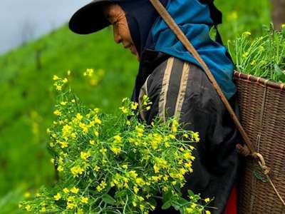 Indigenous Peoples and Food Security