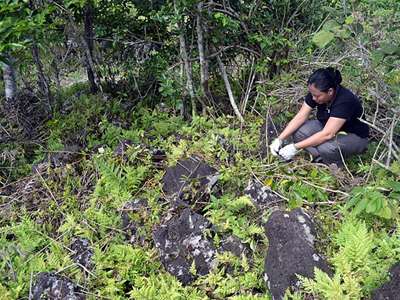 Reforestation Model From Philippines Indigenous Communities